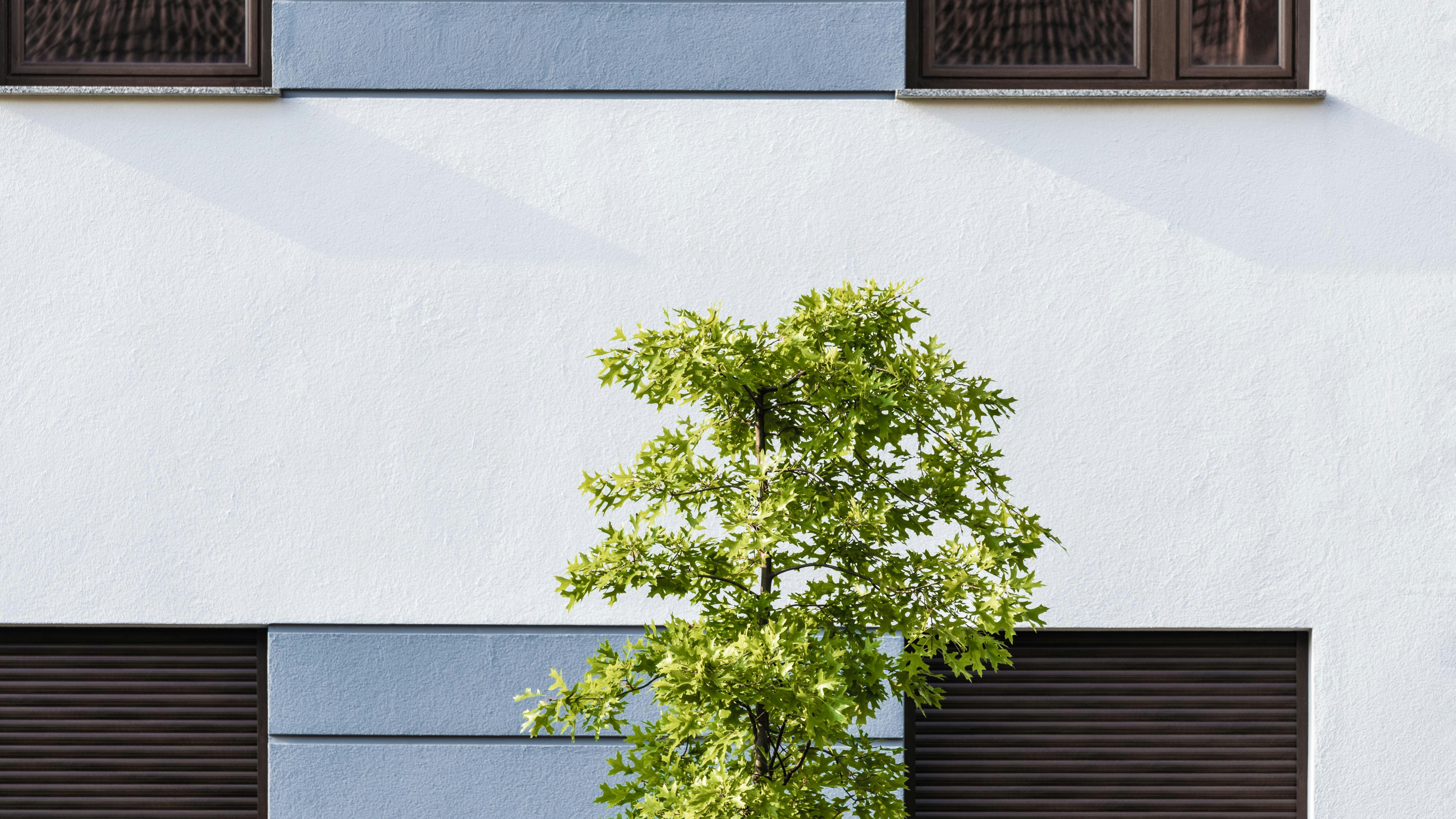 Tree outside of building 